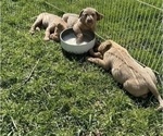 Small Photo #18 Labrador Retriever Puppy For Sale in LEASBURG, MO, USA