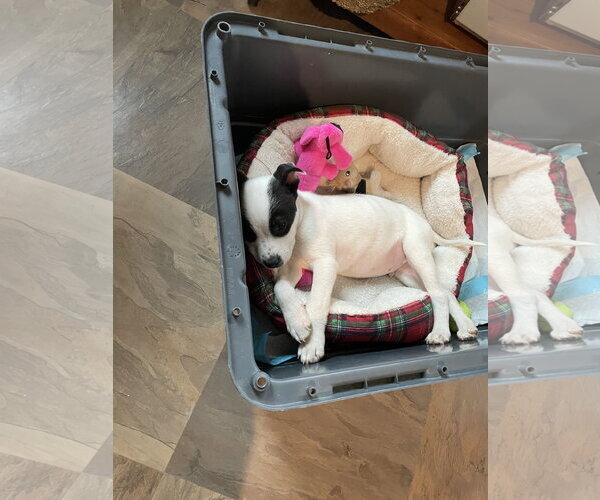 Medium Photo #2 Borador Puppy For Sale in Sandy, UT, USA