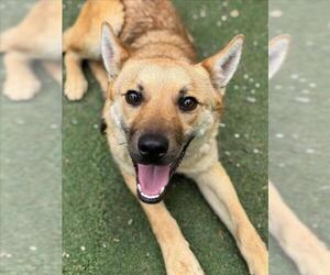 German Shepherd Dog Dogs for adoption in Woodland, CA, USA