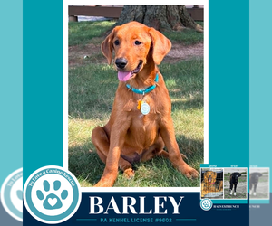 Labrador Retriever-Unknown Mix Dogs for adoption in Kimberton, PA, USA