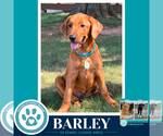 Small Labrador Retriever Mix