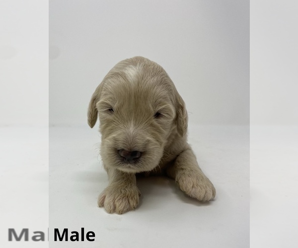 Full screen Photo #7 Goldendoodle Puppy For Sale in MONCLOVA, OH, USA