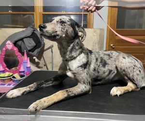 Catahoula Leopard Dog-Siberian Husky Mix Puppy for sale in HARTFORD, WI, USA