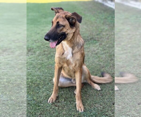 Medium Photo #6 Mutt Puppy For Sale in PIPE CREEK, TX, USA