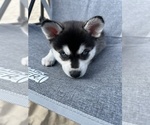 Puppy Puppy 2 Siberian Husky
