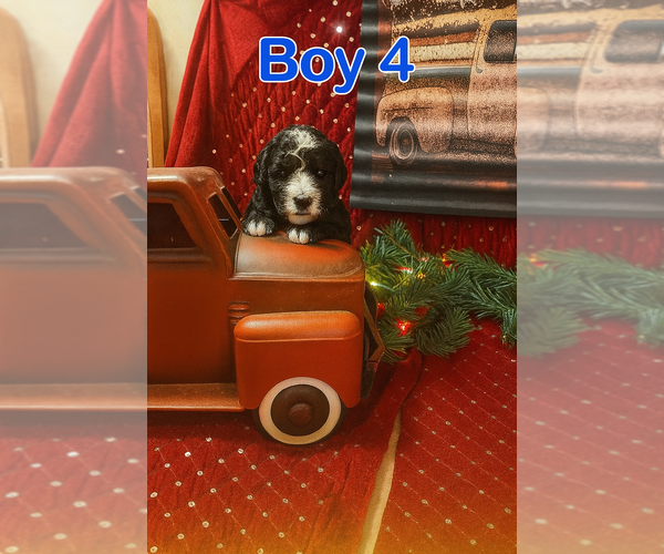 Medium Photo #3 Aussiedoodle-Miniature Bernedoodle Mix Puppy For Sale in JOHNSONVILLE, IL, USA