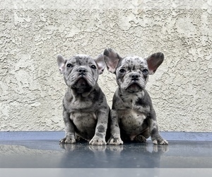 French Bulldog Dog for Adoption in HAYWARD, California USA