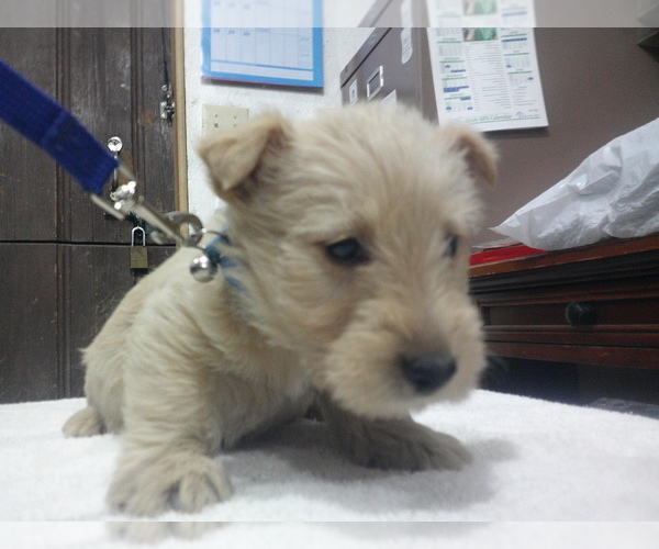 Medium Photo #3 Scottish Terrier Puppy For Sale in MEAD, WA, USA