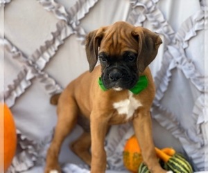 Boxer Puppy for sale in LANCASTER, PA, USA