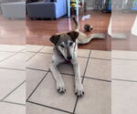 Small #10 Mutt