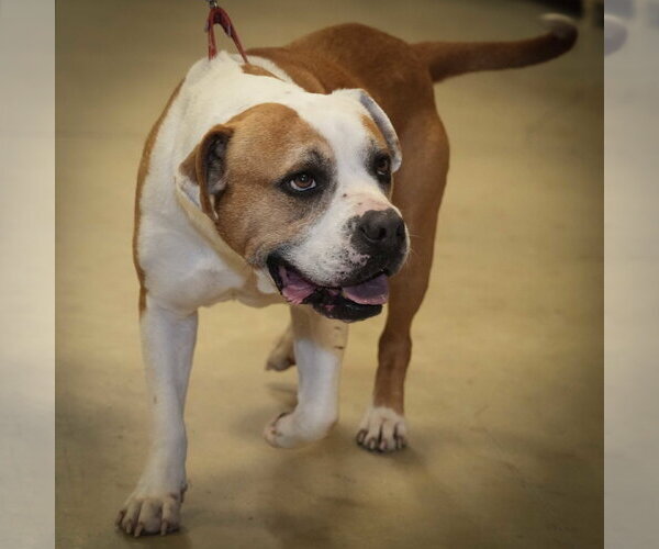 Medium Photo #7 American Pit Bull Terrier Puppy For Sale in Wilmington, NC, USA