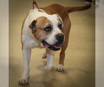 Small #6 American Pit Bull Terrier