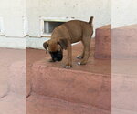 Small #3 Boxer
