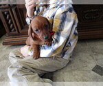 Small Photo #14 Dachshund Puppy For Sale in OWEN, WI, USA