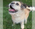 Small #1 Shih Tzu Mix