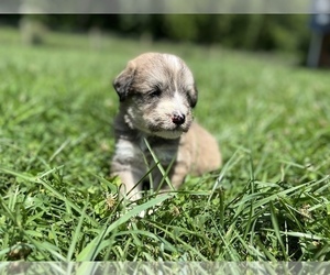 Great Pyrenees-Siberian Husky Mix Puppy for Sale in NEOLA, West Virginia USA