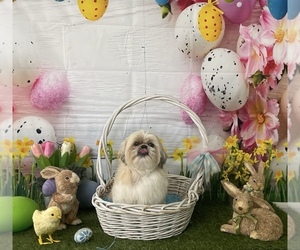 Mother of the Shih Tzu puppies born on 04/23/2025