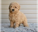 Small #2 Poodle (Miniature)