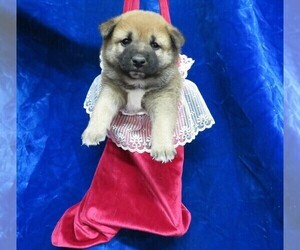 Shiba Inu Puppy for sale in HARTVILLE, MO, USA