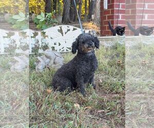 Betty - Female Poodle (Miniature) Dog for Adoption - Photo #2