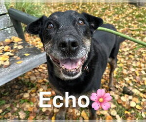 Rottweiler-Unknown Mix Dogs for adoption in Anchorage, AK, USA