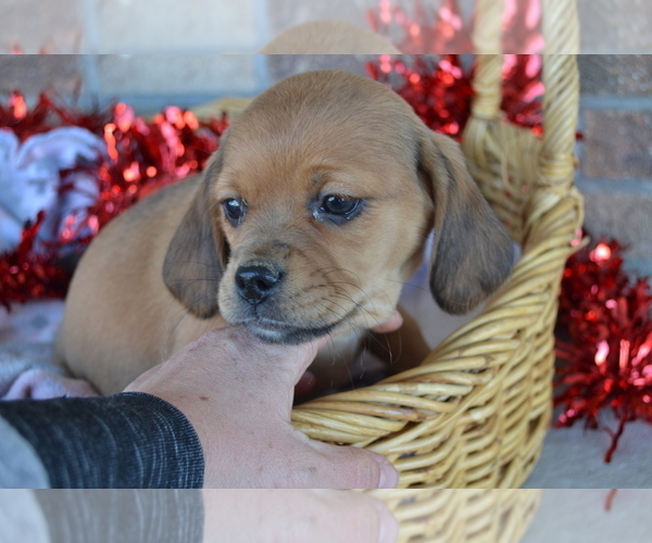 Medium Photo #34 Jug Puppy For Sale in GREENWOOD, WI, USA