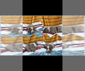 Australian Shepherd Puppy for sale in BLOOMFIELD, MO, USA