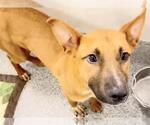 Small #1 Labrador Retriever Mix