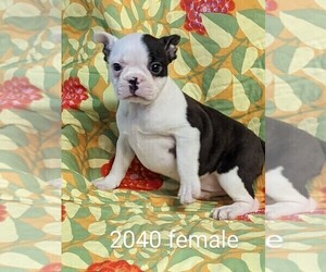 Faux Frenchbo Bulldog Puppy for sale in CLARE, IL, USA