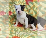 Small Photo #1 Faux Frenchbo Bulldog Puppy For Sale in CLARE, IL, USA