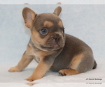 Small Photo #21 French Bulldog Puppy For Sale in WINNSBORO, TX, USA