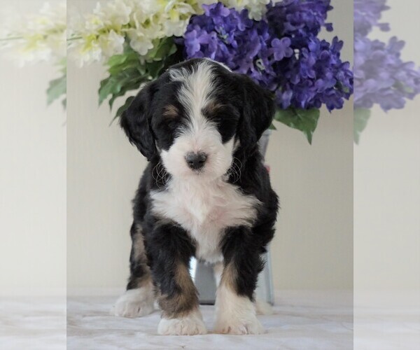Medium Photo #2 Bernedoodle Puppy For Sale in FREDERICKSBG, OH, USA
