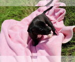 Small #2 American Staffordshire Terrier-Labrador Retriever Mix