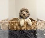 Small Photo #2 Miniature Labradoodle Puppy For Sale in CENTRALIA, IL, USA