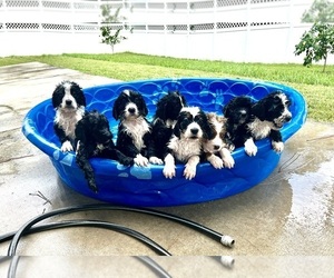 Bernedoodle Litter for sale in SAINT JOHNS, FL, USA