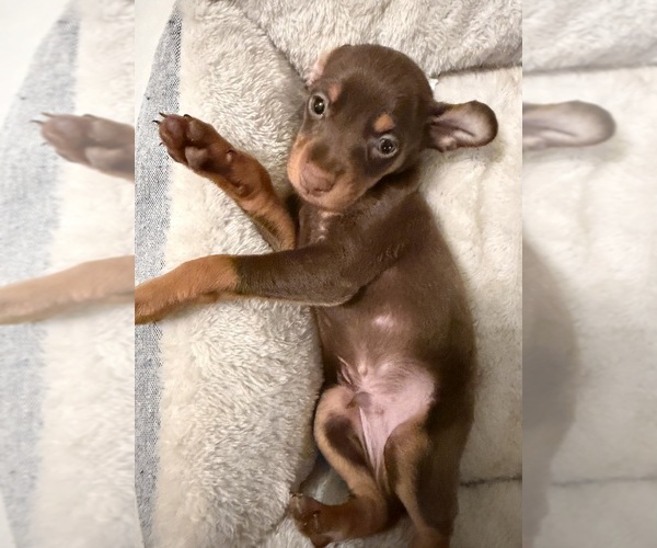 Medium Photo #3 Miniature Pinscher Puppy For Sale in LOS ANGELES, CA, USA