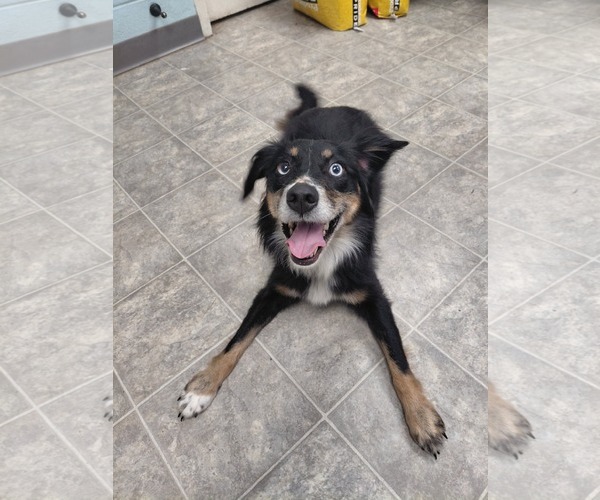 Medium Photo #4 Australian Shepherd-Unknown Mix Puppy For Sale in Rustburg, VA, USA