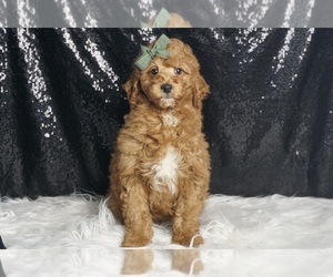 Medium Goldendoodle (Miniature)