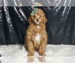 Puppy Ziggy Zoo Zoo Goldendoodle (Miniature)