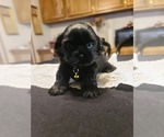 Small Photo #7 Shih Tzu Puppy For Sale in BELLEVILLE, MI, USA
