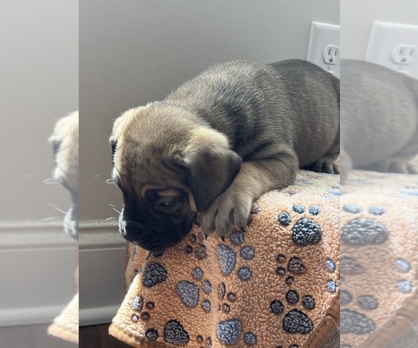 Medium Photo #2 Boerboel Puppy For Sale in LOGANVILLE, GA, USA