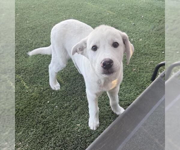Medium Photo #7 Labrenees Puppy For Sale in San Diego, CA, USA
