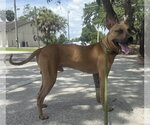 Small Black Mouth Cur Mix