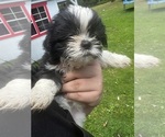 Puppy Sunny Shih Tzu