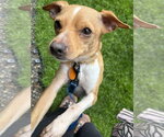 Small #2 Chihuahua Mix