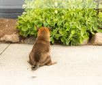 Small Photo #10 Shiba Inu Puppy For Sale in MILLERSBURG, IN, USA