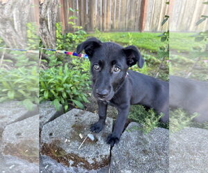 Penny - Female Labrador Retriever-Unknown Mix Dog for Adoption - Photo #5