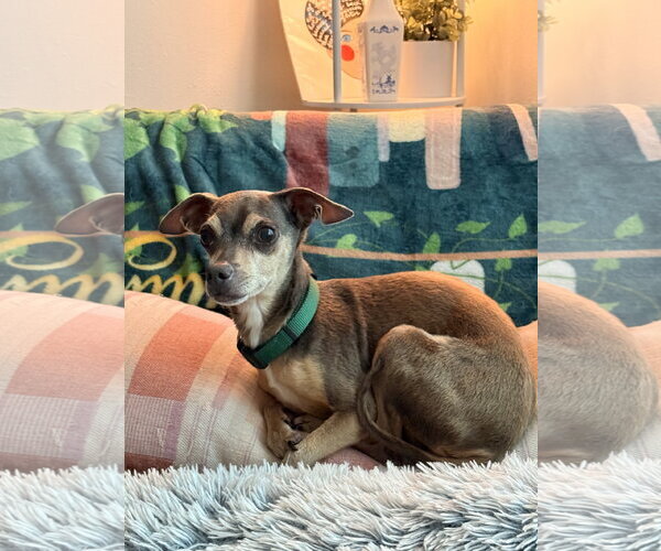 Medium Photo #5 Chihuahua Puppy For Sale in St. Louis Park, MN, USA