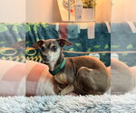 Small #4 Chihuahua