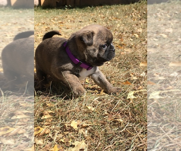 Medium Photo #23 Buggs Puppy For Sale in AFTON, WY, USA